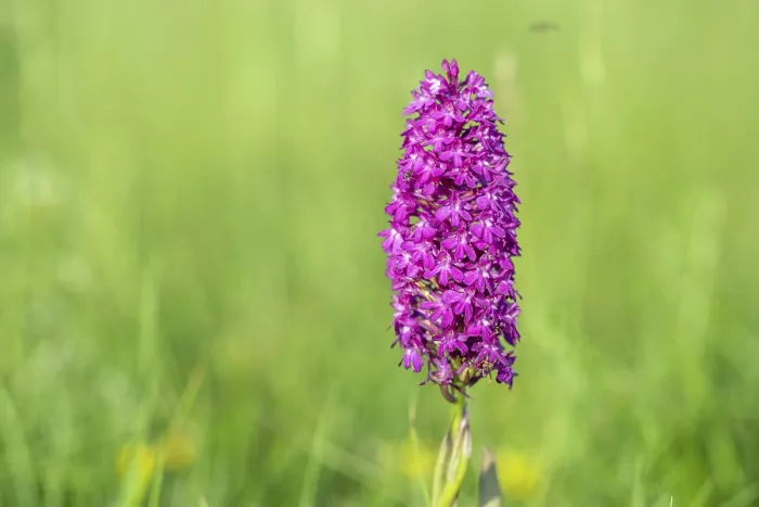 Framed Print : Pyramidal Orchid Print - Spring Meadow Scene Framed Print : Pyramidal Orchid Print - Spring Meadow Scene