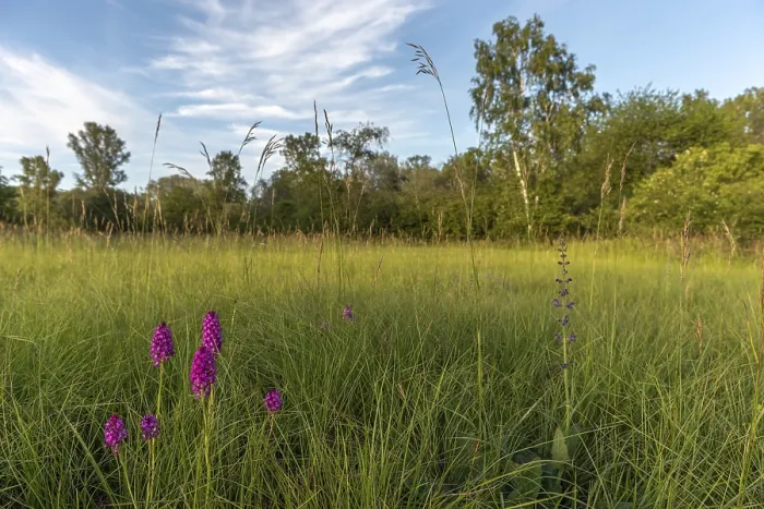 Framed Print : Pyramidal Orchid Print in Alsatian Meadow Framed Print : Pyramidal Orchid Print in Alsatian Meadow