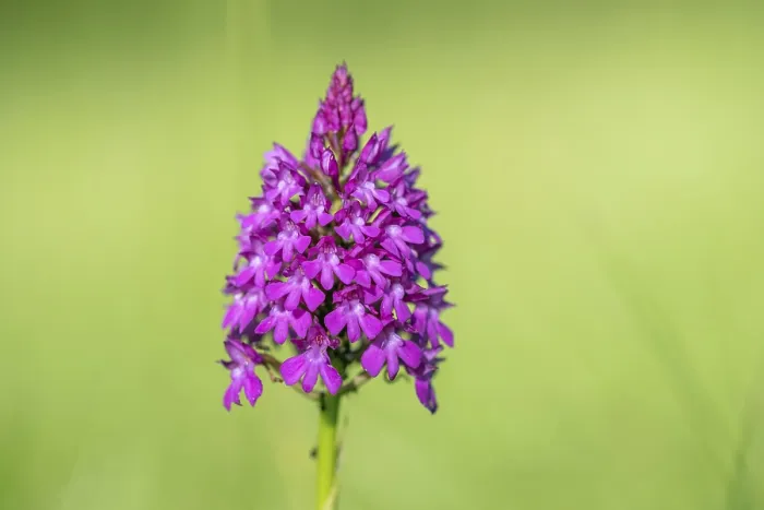 Framed Print : Pyramidal Orchid Print in Alsace Meadow Framed Print : Pyramidal Orchid Print in Alsace Meadow