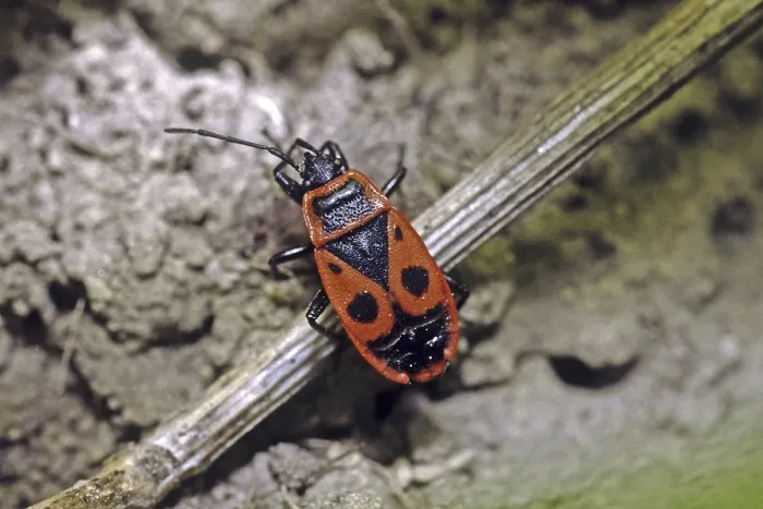 Framed Print : Fire Bug Print - Pyrrhocoris apterus