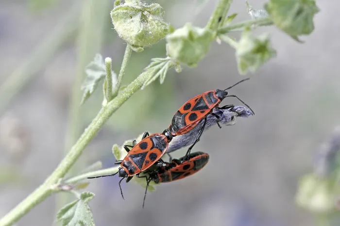Framed Print : Fire Bug Print - Pyrrhocoris apterus Framed Print : Fire Bug Print - Pyrrhocoris apterus