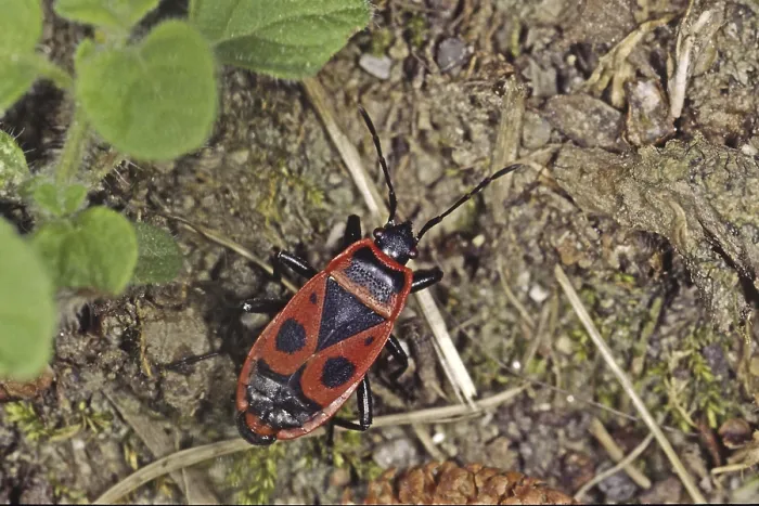 Framed Print : Fire Bug Print (Pyrrhocoris apterus)