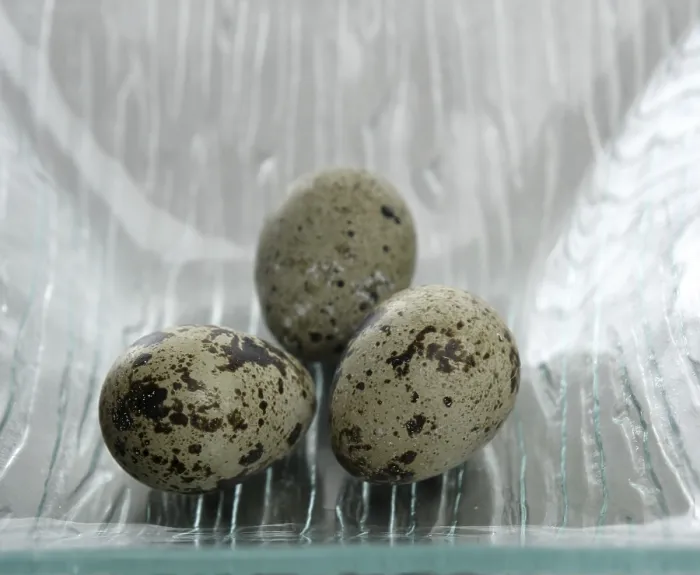 Framed Print : Three Quail Bird Eggs Print Framed Print : Three Quail Bird Eggs Print