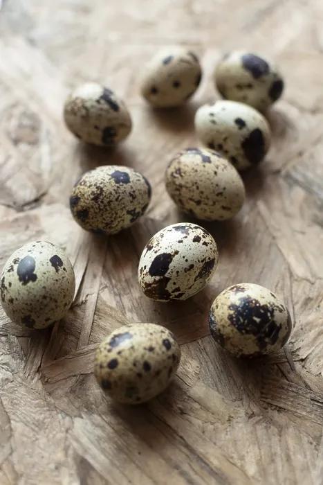 Framed Print : Quail Eggs Studio Print
