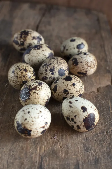 Framed Print : Quail Eggs Studio Print Framed Print : Quail Eggs Studio Print