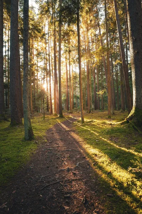 Framed Print : A Quiet Path through the Black Forest Print, Germany Framed Print : A Quiet Path through the Black Forest Print, Germany