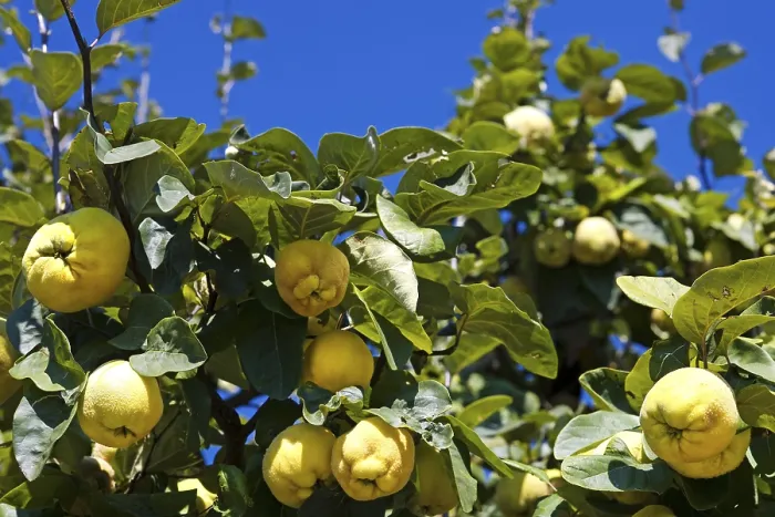 Framed Print : Quince Tree Print Framed Print : Quince Tree Print