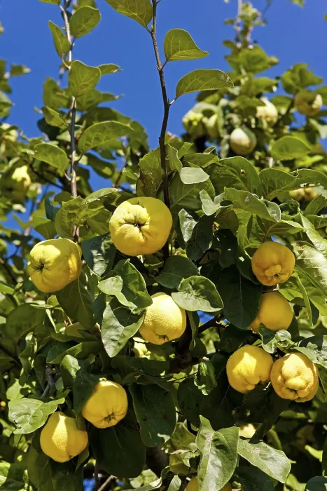 Framed Print : Quince Tree Print Framed Print : Quince Tree Print