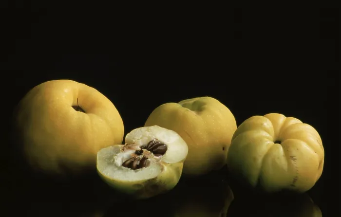 Framed Print : Quinces Print by ImageBROKER Framed Print : Quinces Print by ImageBROKER