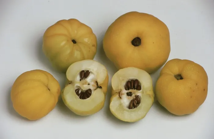 Framed Print : Quinces Print by ImageBROKER Framed Print : Quinces Print by ImageBROKER