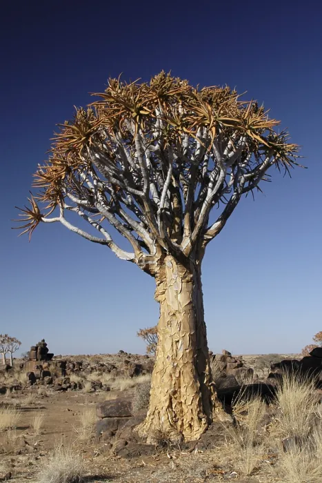 Framed Print : A Quiver Tree in the Namibian Desert Print