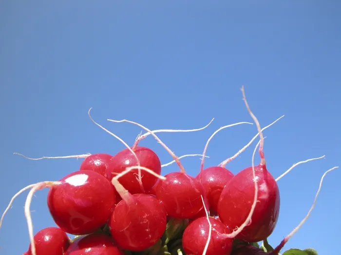 Framed Print : Radish Print from ImageBROKER Framed Print : Radish Print from ImageBROKER
