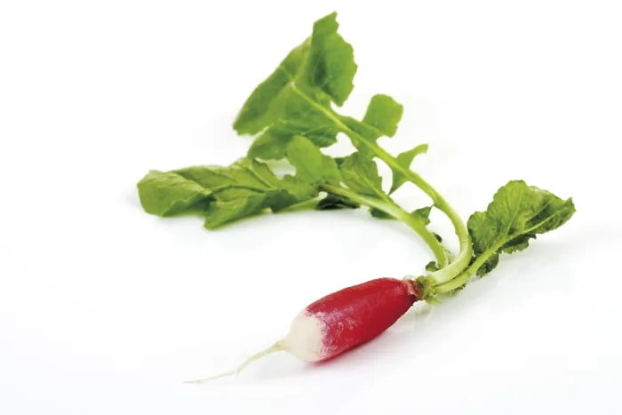 Framed Print : Radish Print by imageBROKER Framed Print : Radish Print by imageBROKER