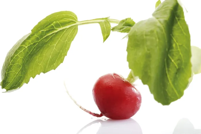 Framed Print : Radish Print by ImageBROKER Framed Print : Radish Print by ImageBROKER