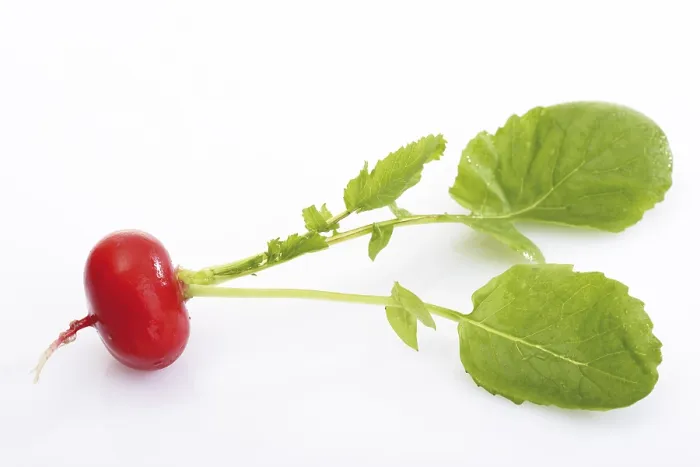 Framed Print : Radish with Leaves Print Framed Print : Radish with Leaves Print