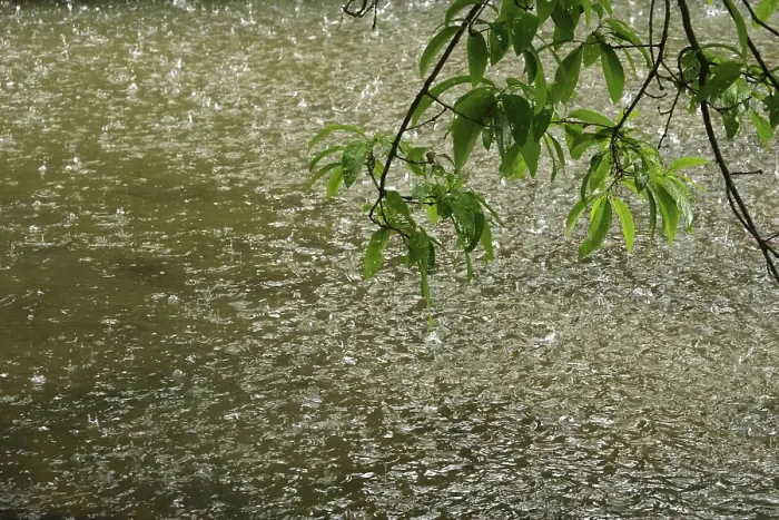 Framed Print : Rainfall on a Pond Print, Germany, May Framed Print : Rainfall on a Pond Print, Germany, May