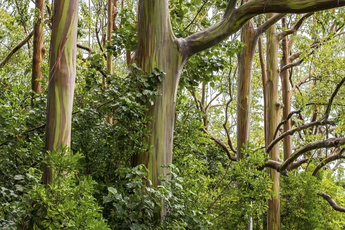 Framed Print : Rainbow Eucalyptus Print, Maui, Hawaii Framed Print : Rainbow Eucalyptus Print, Maui, Hawaii
