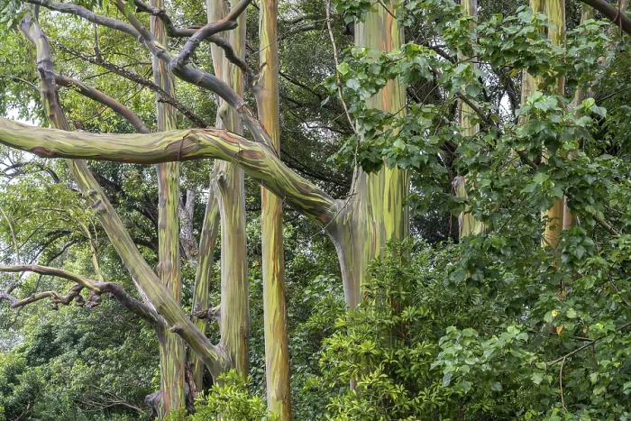 Framed Print : Rainbow Eucalyptus Print, Maui, Hawaii Framed Print : Rainbow Eucalyptus Print, Maui, Hawaii