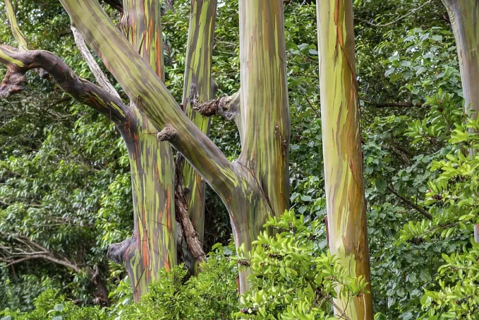 Framed Print : Rainbow Eucalyptus Print, Maui, Hawaii Framed Print : Rainbow Eucalyptus Print, Maui, Hawaii