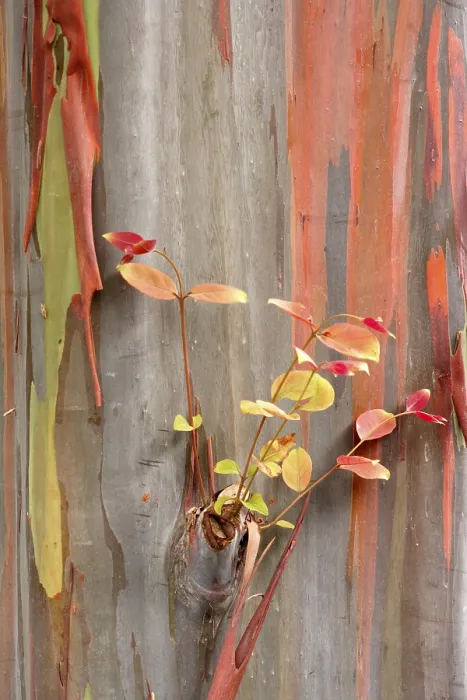 Framed Print : Rainbow Eucalyptus Print - Australia Framed Print : Rainbow Eucalyptus Print - Australia