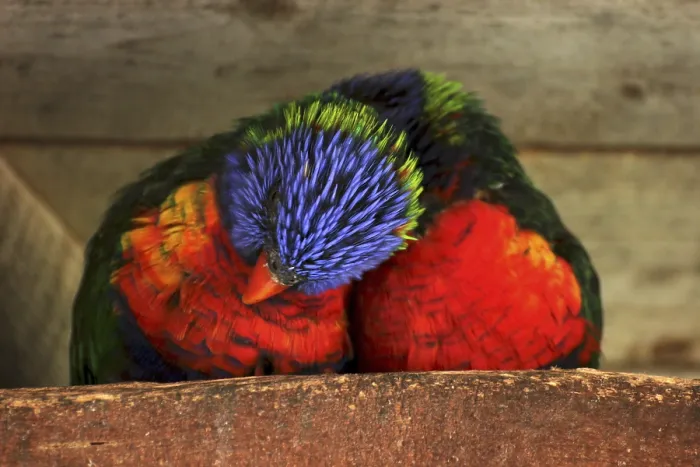 Framed Print : Two Rainbow Lorikeets Snuggling Print Framed Print : Two Rainbow Lorikeets Snuggling Print
