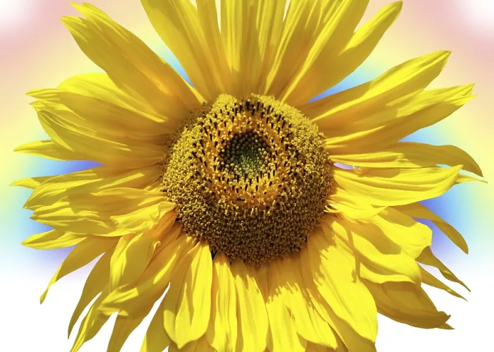 Framed Print : Rainbow Sunflower Print Framed Print : Rainbow Sunflower Print