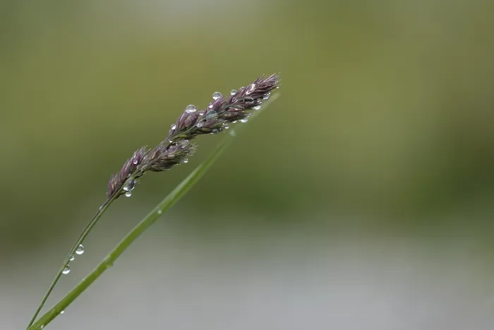 Framed Print : Raindrops on a flowering blade of grass Print, Bavaria, Germany Framed Print : Raindrops on a flowering blade of grass Print, Bavaria, Germany
