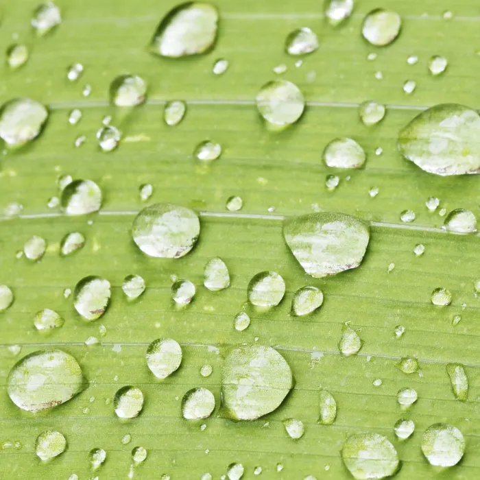 Framed Print : Raindrops on Iris Leaf Print Framed Print : Raindrops on Iris Leaf Print