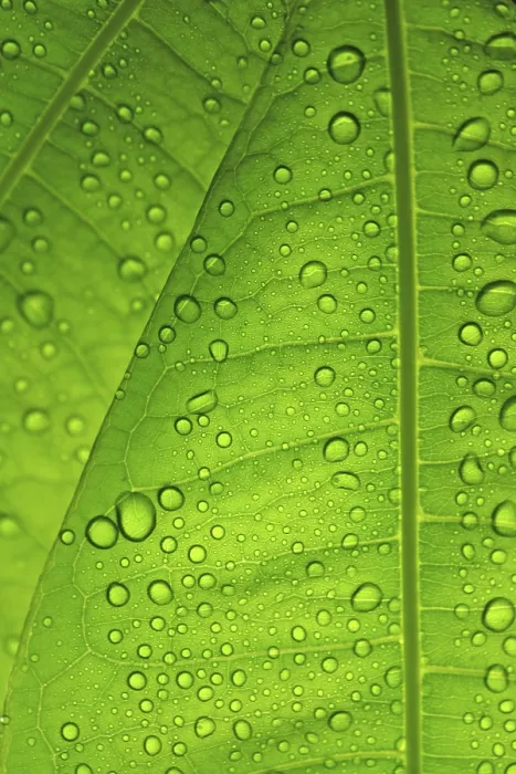 Framed Print : Raindrops on Leaf Print