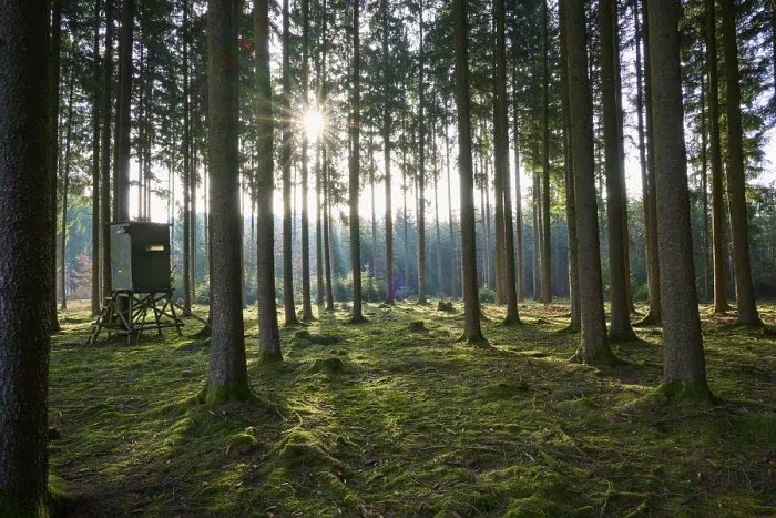 Framed Print : Print: Peaceful Forest Scene, Mudau, Germany Framed Print : Print: Peaceful Forest Scene, Mudau, Germany