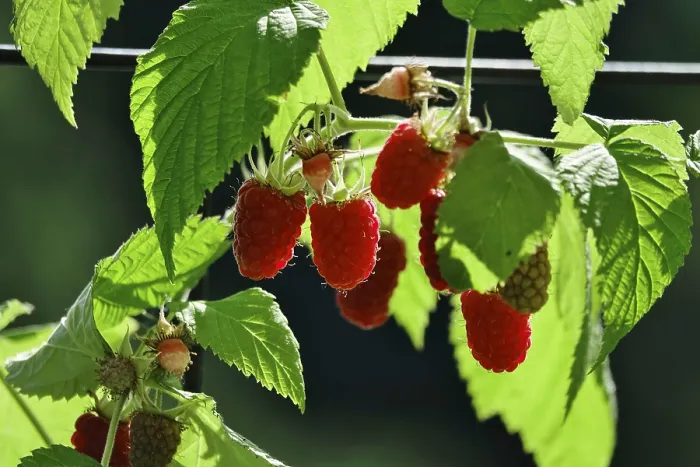 Framed Print : Raspberries in Germany Print Framed Print : Raspberries in Germany Print