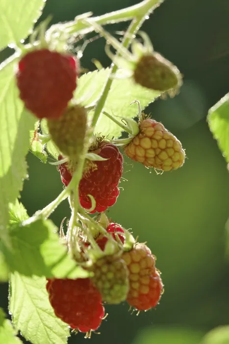 Framed Print : Raspberries Print, Germany Framed Print : Raspberries Print, Germany