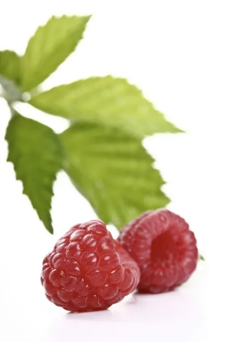 Framed Print : Raspberries with Raspberry Leaves Print Framed Print : Raspberries with Raspberry Leaves Print