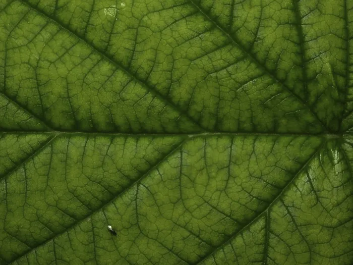 Framed Print : Raspberry Leaf Print - Top Side Framed Print : Raspberry Leaf Print - Top Side