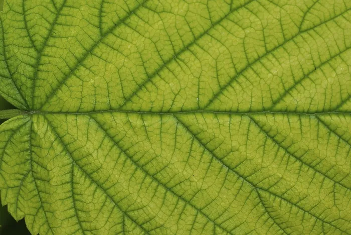 Framed Print : Raspberry Leaf Print - Top Side Framed Print : Raspberry Leaf Print - Top Side
