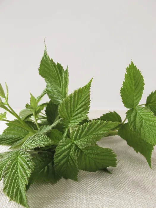 Framed Print : Raspberry Leaves Print - Herbal Tea Ingredient Framed Print : Raspberry Leaves Print - Herbal Tea Ingredient