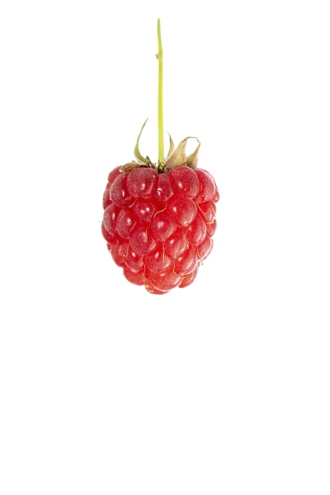 Framed Print : Raspberry (Rubus idaeus) Print, Hltinghausen, Germany Framed Print : Raspberry (Rubus idaeus) Print, Hltinghausen, Germany