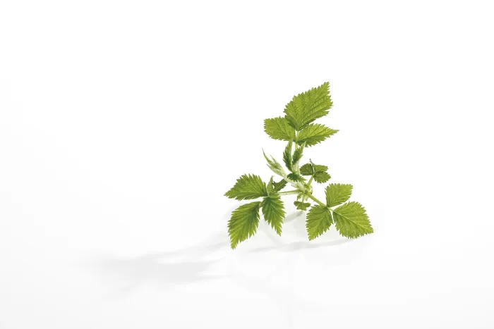 Framed Print : Raspberry (Rubus idaeus) Leaf Print Framed Print : Raspberry (Rubus idaeus) Leaf Print