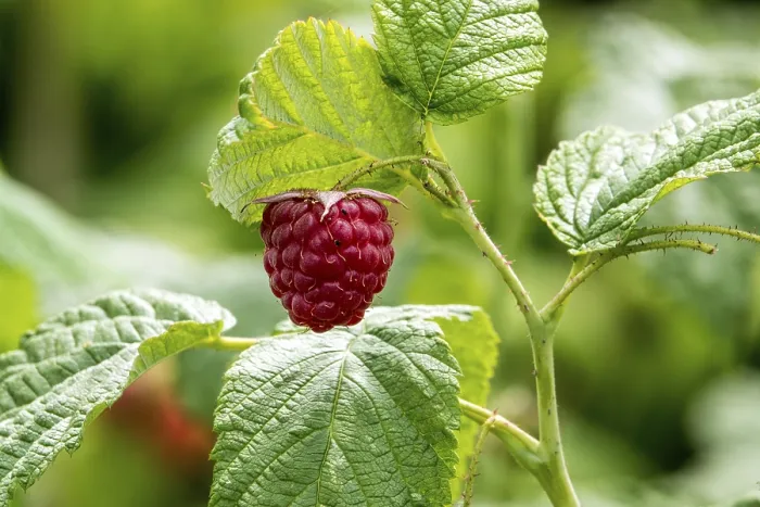 Framed Print : Raspberry (Rubus idaeus) Print, Baden-Wurttemberg, Germany Framed Print : Raspberry (Rubus idaeus) Print, Baden-Wurttemberg, Germany