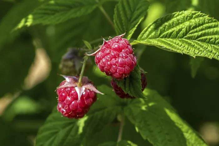 Framed Print : Raspberry Print, Baden-Wurttemberg, Germany Framed Print : Raspberry Print, Baden-Wurttemberg, Germany