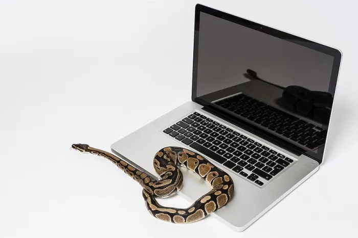 Framed Print : Python Programming Print: Real Snake and Laptop Computer Framed Print : Python Programming Print: Real Snake and Laptop Computer