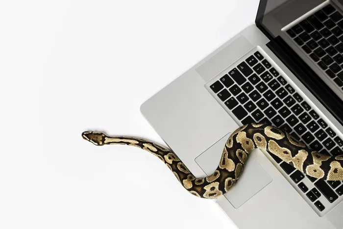 Framed Print : Real Python Snake and Laptop Computer Print: Programming Concepts Framed Print : Real Python Snake and Laptop Computer Print: Programming Concepts