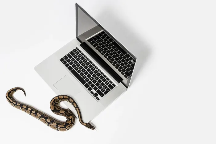 Framed Print : Real Python Snake and Laptop Computer Print: Coding Concepts Framed Print : Real Python Snake and Laptop Computer Print: Coding Concepts