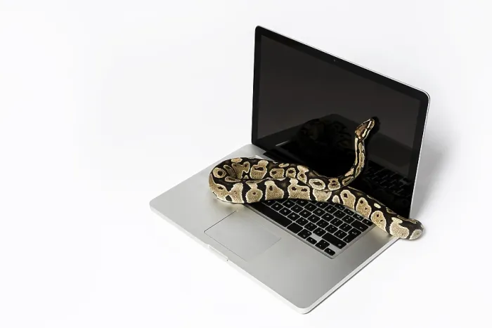 Framed Print : Real Python Snake and Laptop Computer Print: Coding Concepts Framed Print : Real Python Snake and Laptop Computer Print: Coding Concepts