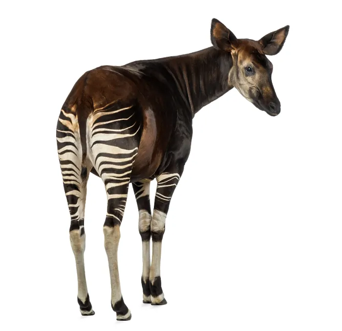 Framed Print : Rear view of an Okapi, Print, isolated on white