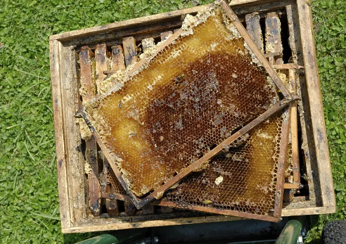 Framed Print : Recently Strained, Empty Honeycombs Print Framed Print : Recently Strained, Empty Honeycombs Print