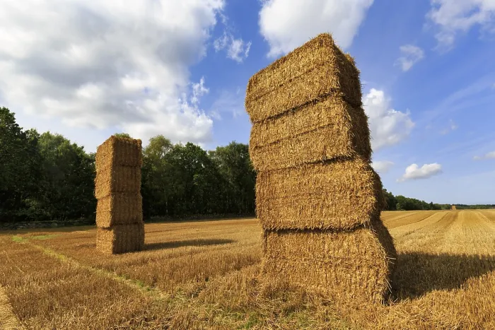 Framed Print : Denmark: Rectangular Straw Bales Print Framed Print : Denmark: Rectangular Straw Bales Print