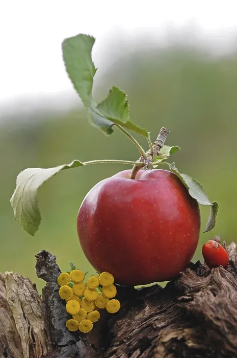 Framed Print : Red Apple Print Framed Print : Red Apple Print