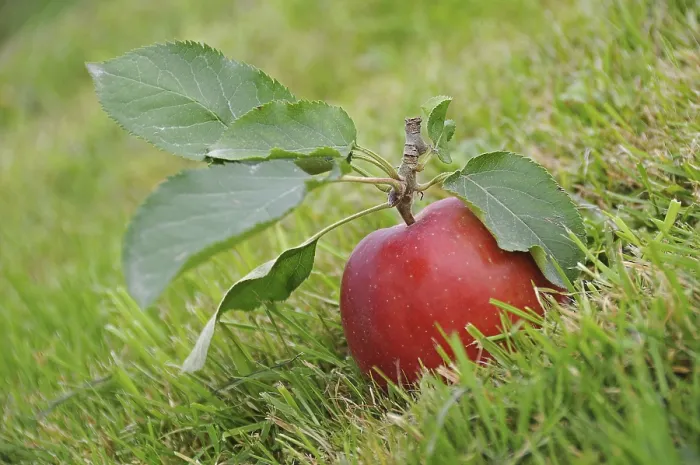 Framed Print : Red Apple Print on Green Grass Framed Print : Red Apple Print on Green Grass