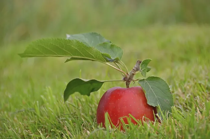 Framed Print : Red Apple Lying on the Grass Print Framed Print : Red Apple Lying on the Grass Print